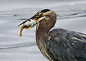 Ardea herodias